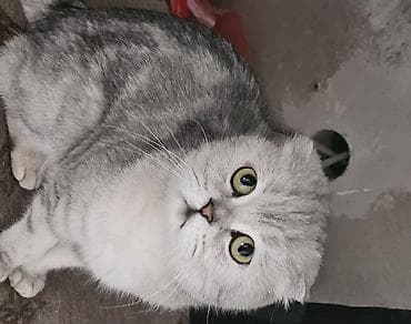 шотландская короткошерстная: Шотландские котята (fold/скоттиш-фолд) серебристого окраса - Окрас — 1