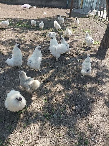 Сатам | Тооктор | Союуга, Көбөйтүү үчүн — 3