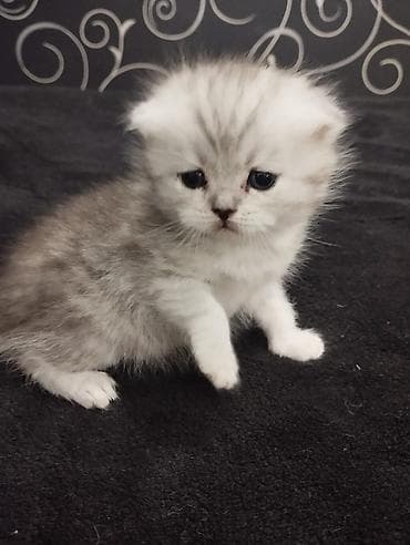 сколько стоит тайская кошка: Открыта бронь на плюшевых шотландских котят (скоттиш-фолд и страйт) — 6