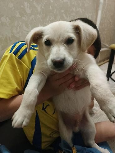 хаски бишкек купить: 2 месяца, Самец, С прививкой — 1