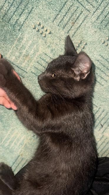 сколько стоит котята: Отдам в добрые руки котят срочно ‼️ у себя держать не можем собака — 4