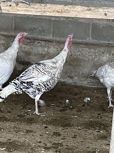 Иттер: Сатам | Эркек күрп | Көбөйтүү үчүн | Асыл тукумдуу — 1