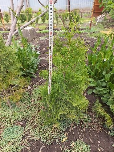 лавр дерево: Туя западная, саженцы для живой изгороди и озеленения. - Высота — 1