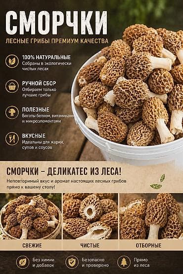 Сморчки свежие (лесные) Экологически чистые, ручной сбор 🌿 • Оптом и в