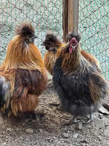 суповые куры: Продам петухов шелков — 1