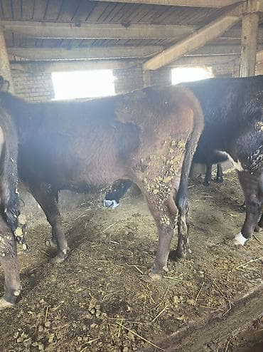 fermer kg: Продаю | Корова (самка), Тёлка, Музоо, торпок | Алатауская | На откорм | Привязанные — 9