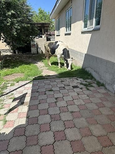 кандек собака: Сатам | Уй (ургаачы) | Сүт алуу үчүн — 2