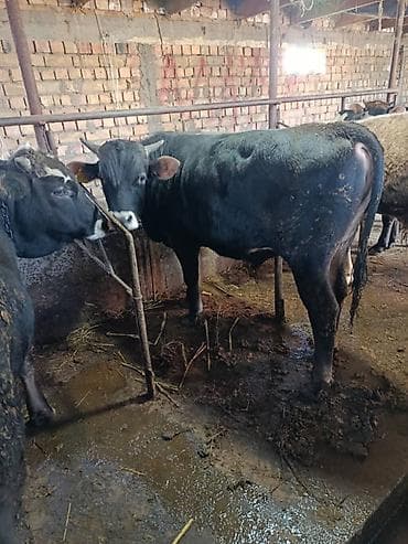 матрица для вощины: Продаю | Бык (самец) | На откорм | Привязанные — 4