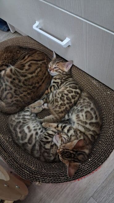 сколько стоит порода алабай: Бенгальская, 1 месяц, Девочка, Приучена к лотку — 7