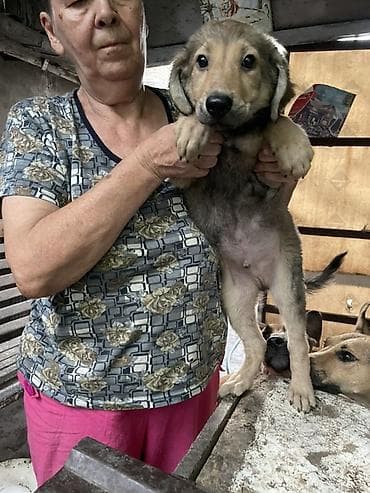 собаки охотничьи: В добрые руки щенки. Два мальчика. Здоровы, привиты, обработаны от — 1