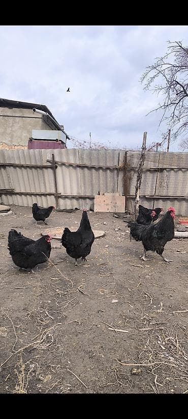 усыпление животных бишкек: Продаю | Куры | Для разведения — 1