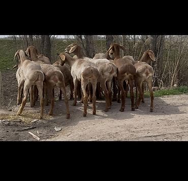 баран самец: Продаю | Овца (самка) | Арашан | Для разведения | Ярка — 5