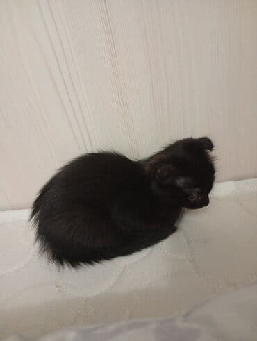 шотландская кошка скоттиш страйт: Отдам в хорошие руки два Котенка Черные котята с плюшевой шерсткой и — 2