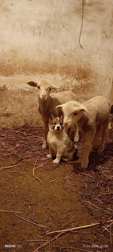 сибу ину: Щенки (смотрите фото) - Возраст: щенки, пушистые, крепкие. - Окрас — 1