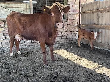 Продаю | Корова (самка) | Для молока | Привязанные