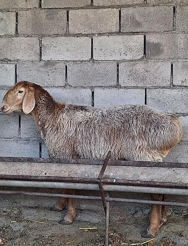 Айыл-чарба жаныбарлары: Сатам | Ургаачы кой (ургаачы) | Арашан — 3