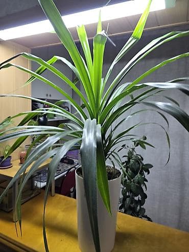 4 pot: Комнатное растение – Панданус в высоком белом кашпо. - Эффектная — 2