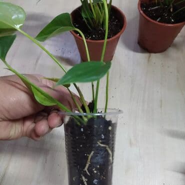 цветы уличные: Филодендроны, аглаонемы, гибискус, Антуриум красный — 3