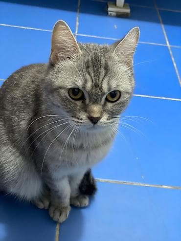 скоттиш страйт шотландская прямоухая кошка: Скотиш Страйт (Шотландская прямоухая), 3 года, Девочка, Биколор, Приучена к лотку, С документами — 2