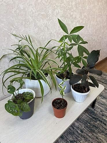 Комнатные растения — коллекция В продаже разнообразные — 3