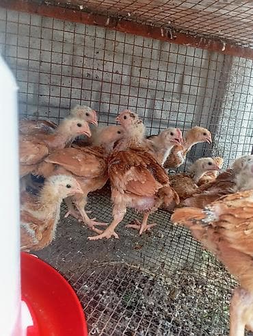 куплю корм для животных: Продаю | Цыплята | На забой — 6