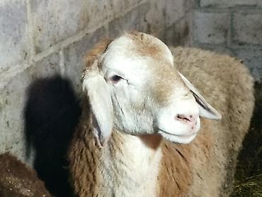 бараны рамановские: Продаю | Баран (самец) | Арашан | Для разведения | Племенные — 4