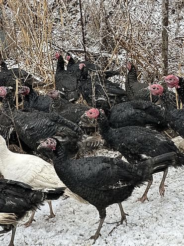 кыргыз довот ит: Черный принц — 2