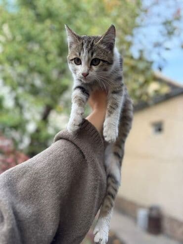 во сколько месяцев стерилизовать кошку: Кошка даром: Беспородная, 3 месяца, Девочка, Приучена к лотку — 2