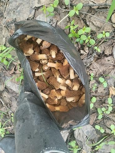 корейская химия: Смарчок свежий 350 сом кг Жалалабад — 6