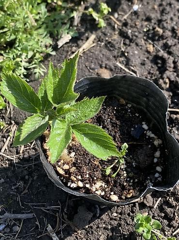 малина кочот полка: Принимаем заказы на саженцы еживики сорт «Натчез» в стаканчике есть — 1