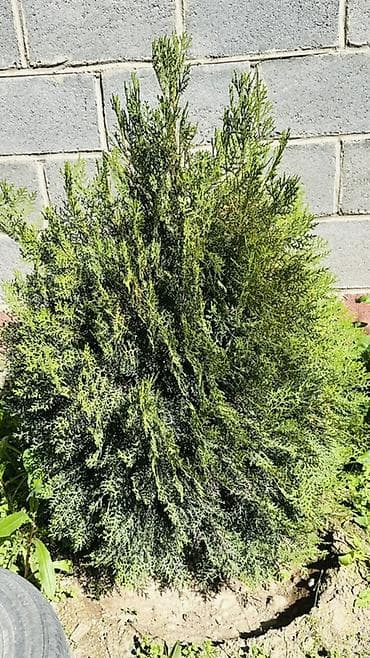 комнатные цветы фикус: Туя западная (вероятно сорта шаровидная/колоновидная). Вечнозелёные — 3