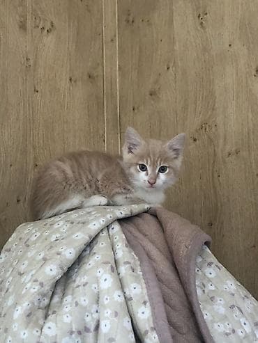 Животные: Кошка даром: Беспородная, 2 месяца, Мальчик, Проглистована — 3