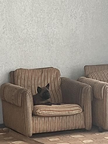 собака щенки: Ищу кобеля для вязки с документам. Дальше договоримся — 4