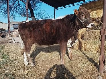 бишкек торпок: Сатам | Кунаажын | Аргын | Көбөйтүү үчүн | Байланган — 6