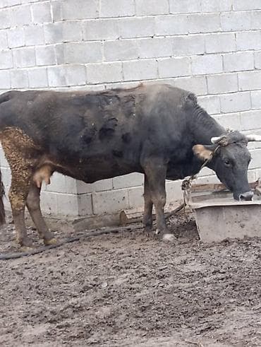 Птицы: Продаю | Корова (самка) | Для молока | Привязанные — 2