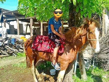 Продаю | Жеребец | Рабочий