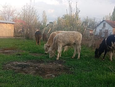 трава заберу бесплатно: Продаю | Бык (самец), Музоо, торпок | На откорм | Привязанные — 2