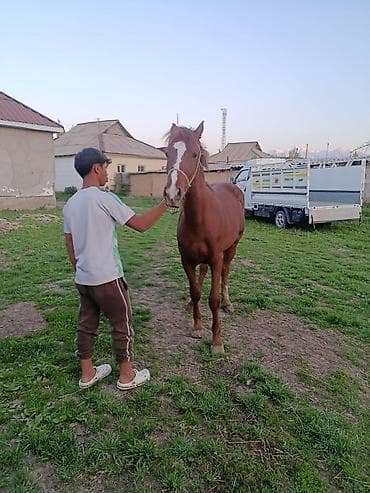 лошад тай: Продаю | Конь (самец) — 1
