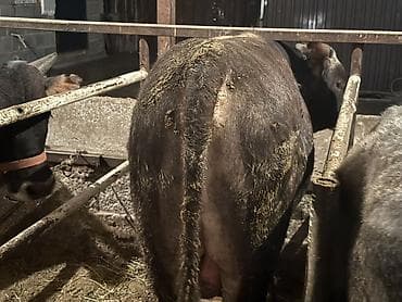 Сатам | Бука (эркек) | Союуга — 7