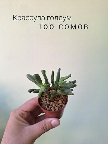 отдам даром комнатные цветы: 🌿 Комнатные растения/цветы (детки/молодые растения). 🪴 Названия и цены — 3