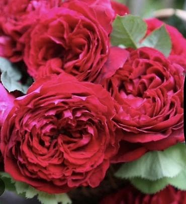 буква к: Саженцы — 5