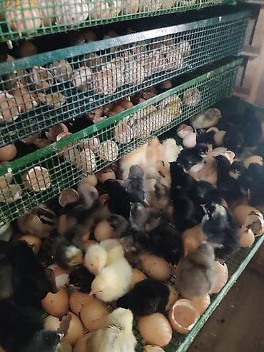 питомники: Суточные цыплята! Порода смешанная. Отличное материнское стадо! Свои — 4