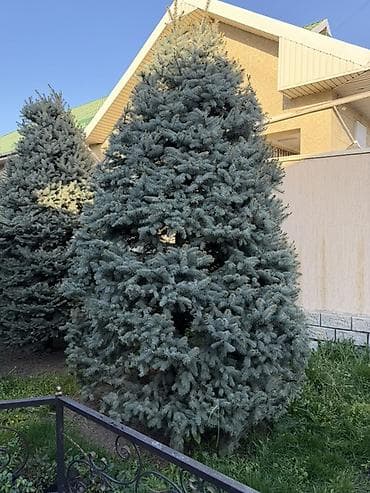 penny board: Продаю ели по 4 метра все 4 одинаковые, ухаживаем все одной формы и — 3