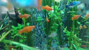 аквариумная рыбка: Аквариумные растения. Рыбки
большое разнообразие — 8