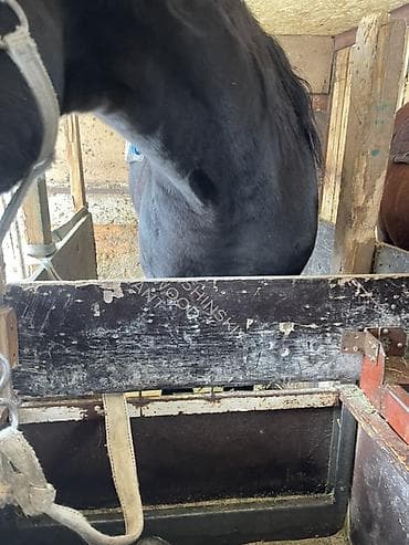 живой паук: Продаю | Конь (самец) | Конный спорт | Племенные — 5