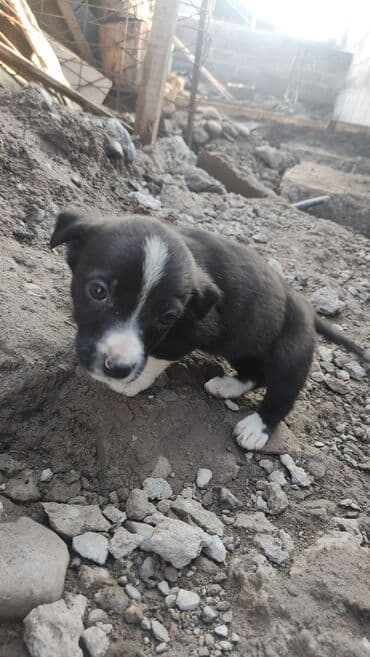 восточно еарапейская овчарка: 🐶Отдам в хорошие руки. Щенки метисы, короткошёрстные, компактного — 5