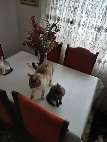 котята сиамской кошки: Сиамская, 2 месяца, Мальчик, Проглистована — 3