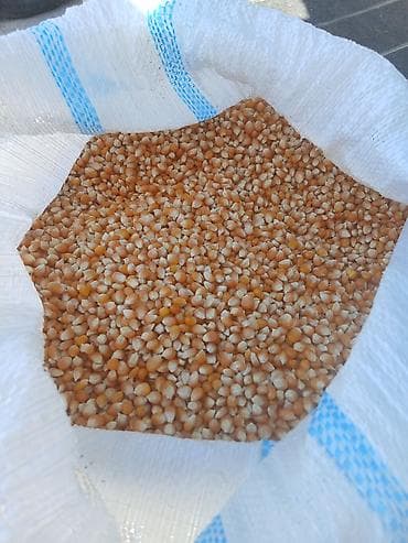 зерно кукурузы: Кукуруза (зерно) в мешках попкорм - Зерно желтых сортов, однородная — 3