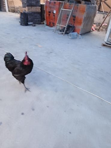 Продаю | Петух | Для разведения