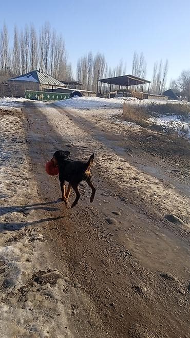 каракол ит: Ягдтерьер, 2 жаш, Эркек, Эмделген — 2